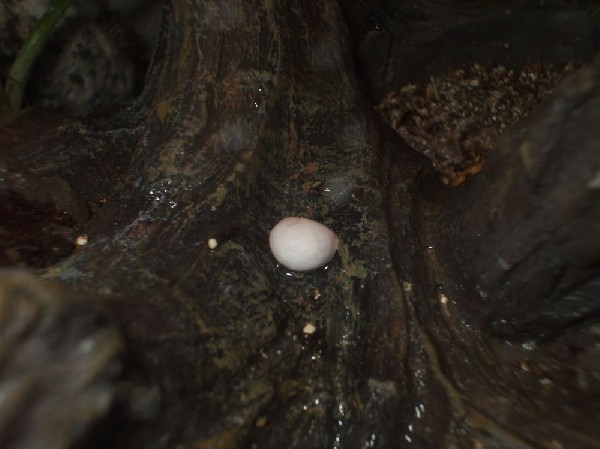 Herpforum Possible Anole Egg?