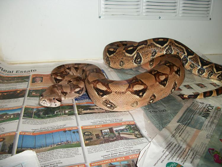 photo gallery > Boa Constrictors > pastel boa?
