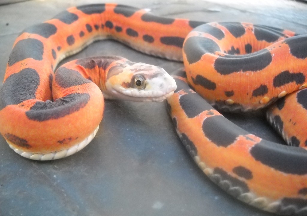 photo gallery > Rat Snakes > Scaleless Texas Rat