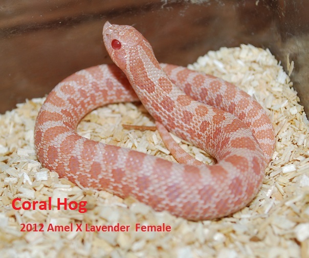 photo gallery > Hognose Snakes > Coral Hog