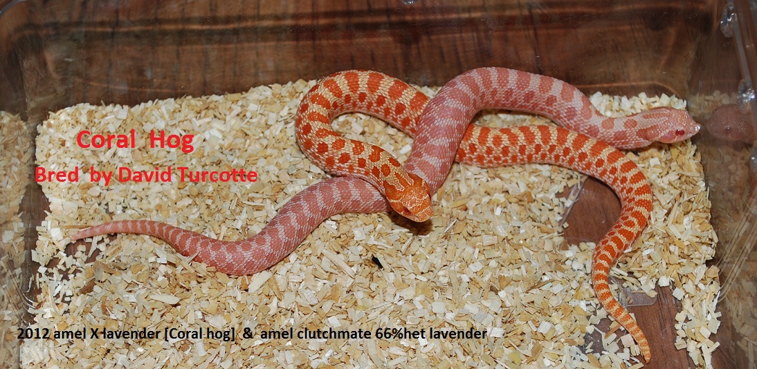 photo gallery > Hognose Snakes > Coral Hog