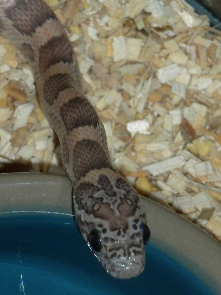 photo gallery > Corn Snakes > Sunkissed