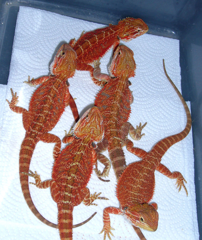 photo gallery > Bearded Dragons >