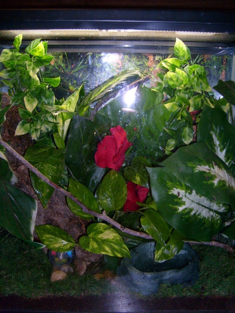 photo gallery > Tree Frogs > Green Tree Frog Terrarium