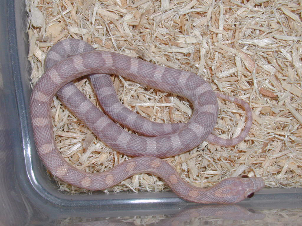 Lavender Corn Snake Pet