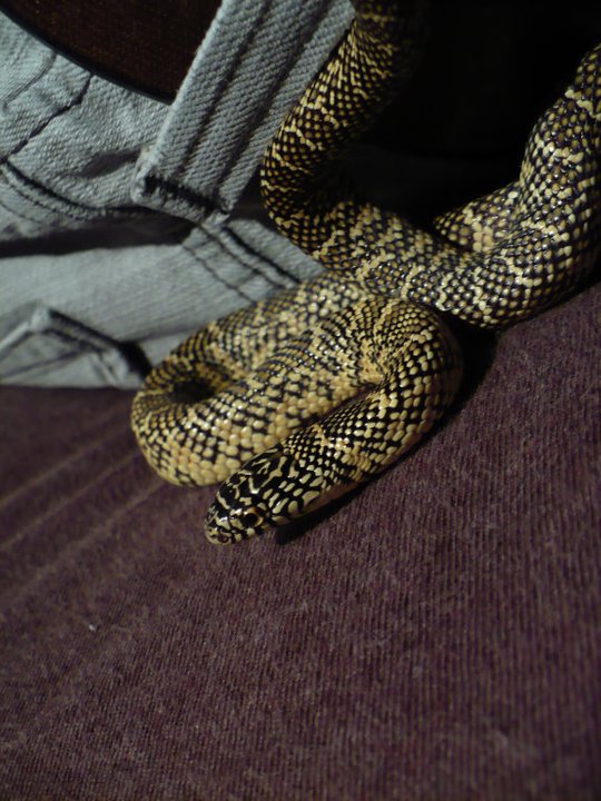 photo gallery > Kingsnakes > Brooks Kingsnake