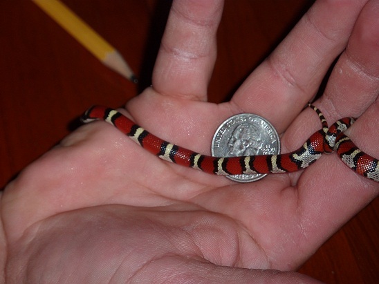 Kingsnake.com - Herpforum - Re: Very Small Baby Milk Snake