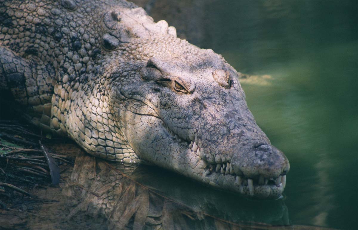 photo gallery > Crocodiles > Saltwater Crocodile
