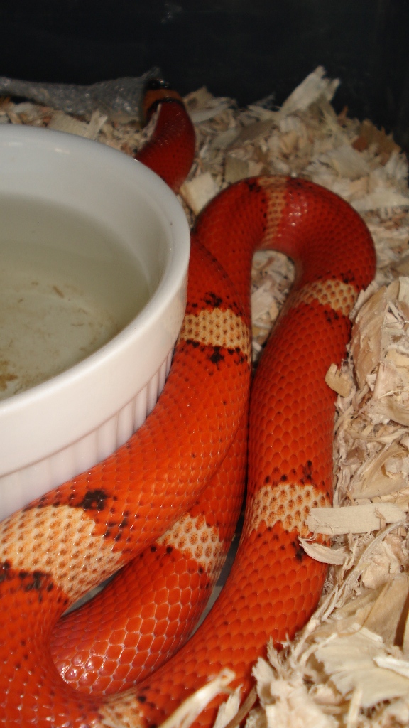 photo gallery > Milk Snakes > Winter VP Tri Hypo Hondo