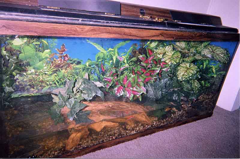 photo gallery > Cages, Terrariums, Ponds, Aquariums > Bullfrog setup