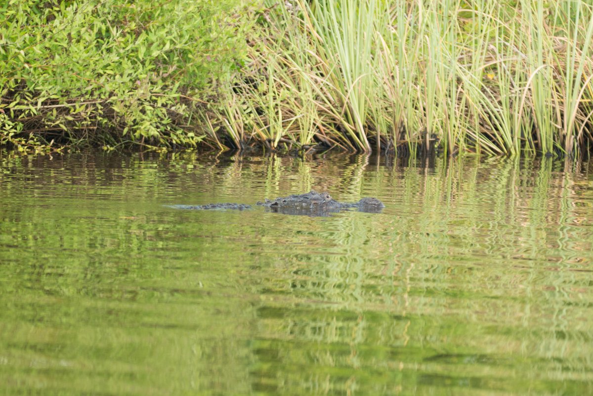 photo gallery > Alligators > Alligator on Peace River, FL