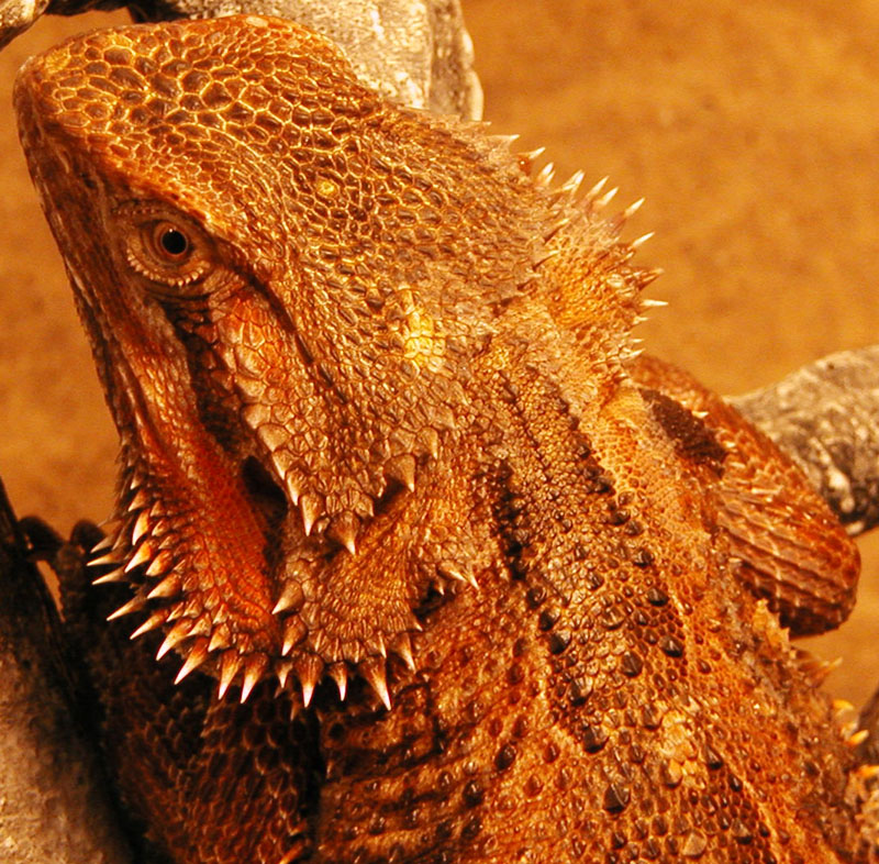 Photo Series> Bearded Dragon> Yellow