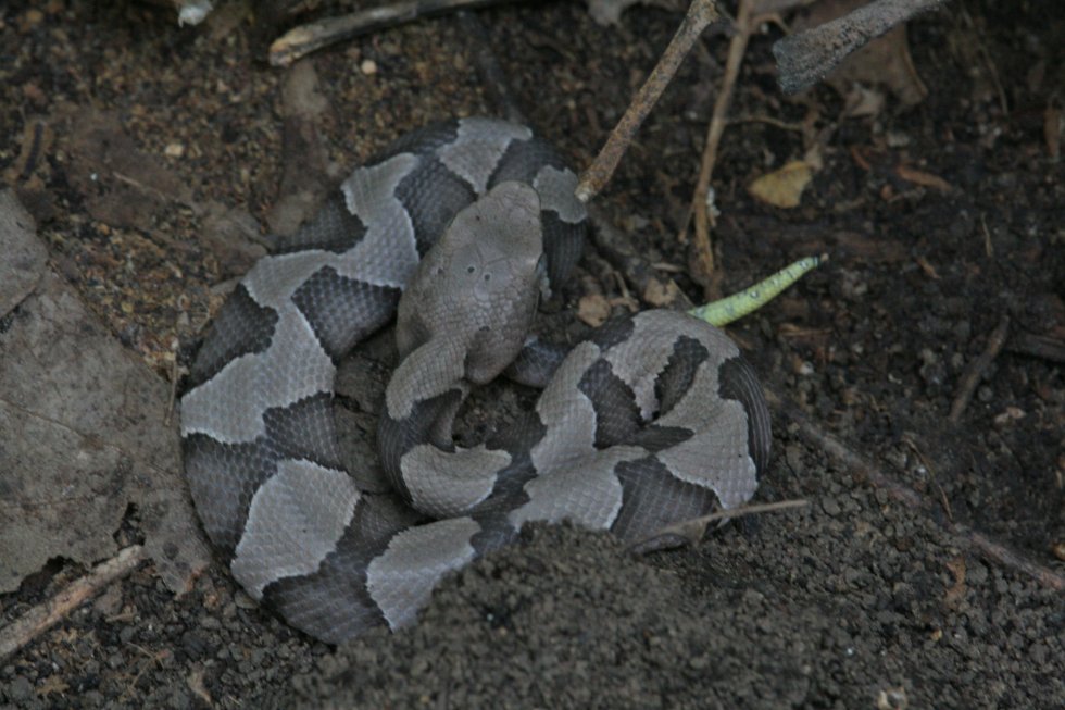 photo gallery > Snakes > Baby copperhead