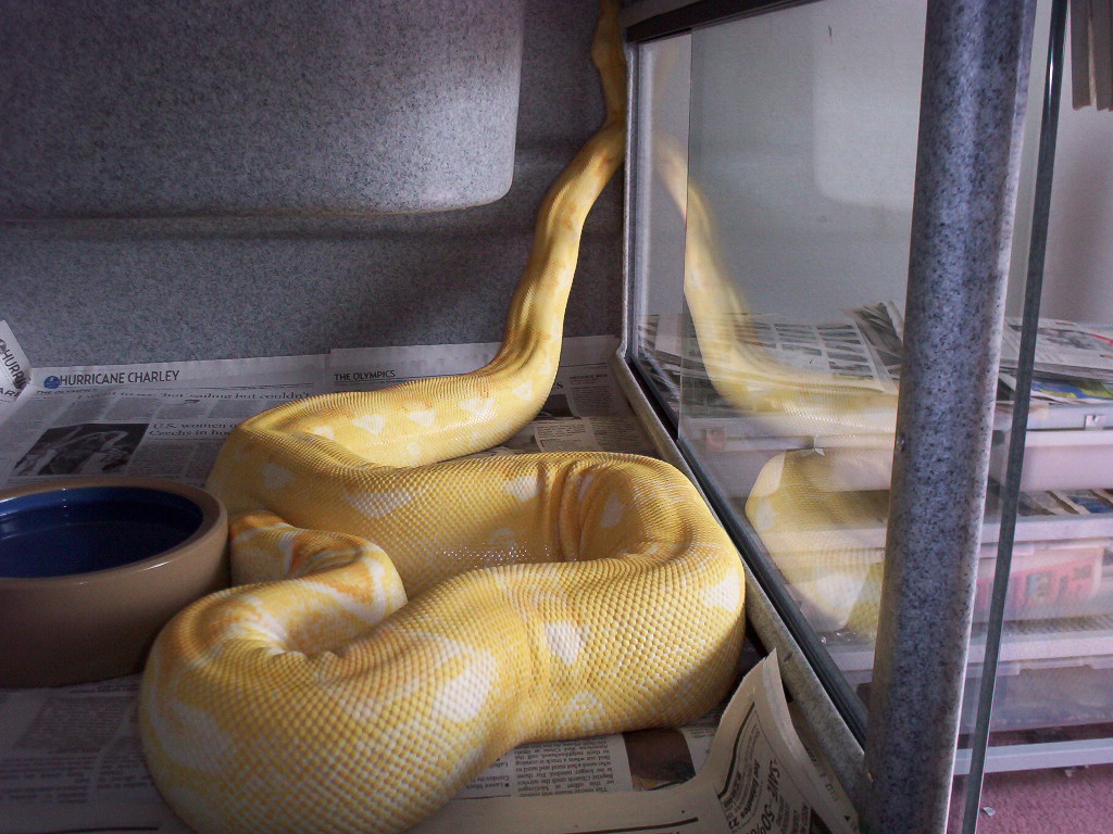 photo gallery > Boa Constrictors > sharp boa in cage
