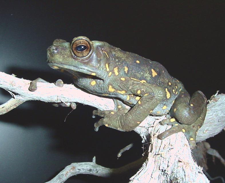 photo gallery > Toads > Indonesian Yellow spotted