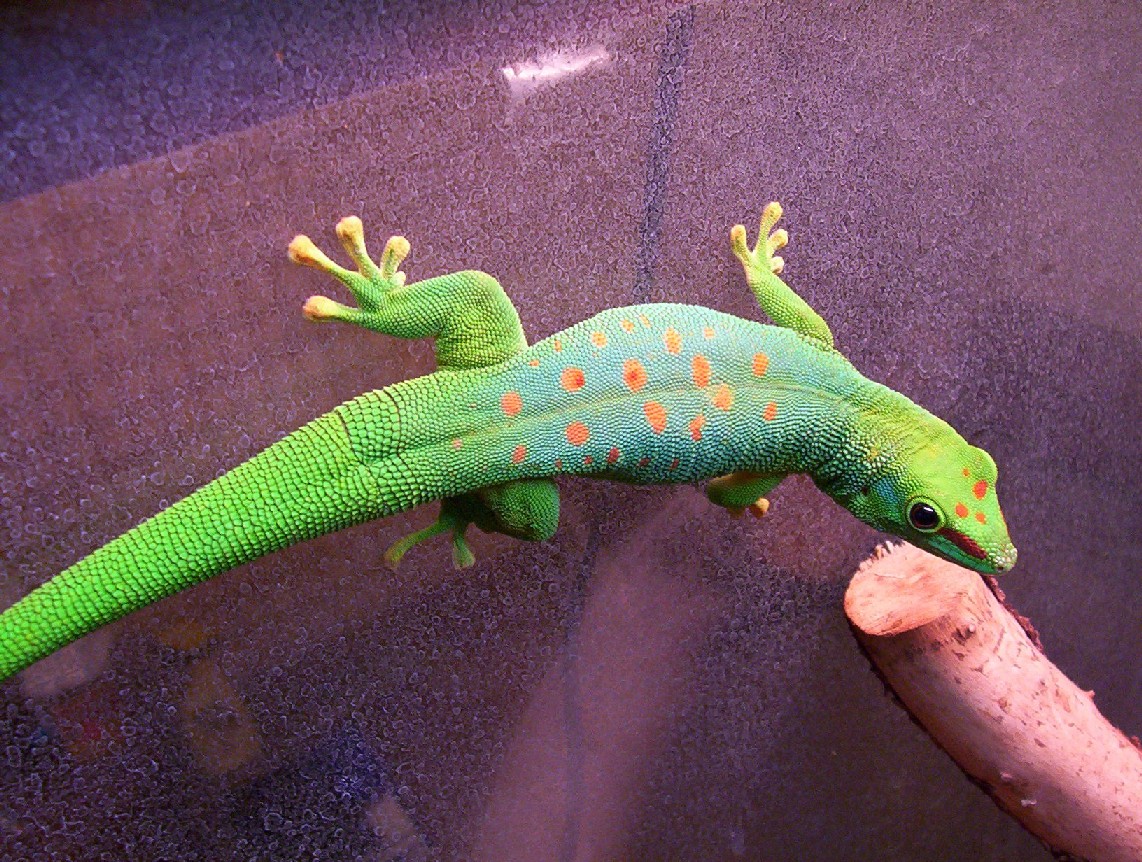 Herpforum Blue Giant Day Gecko