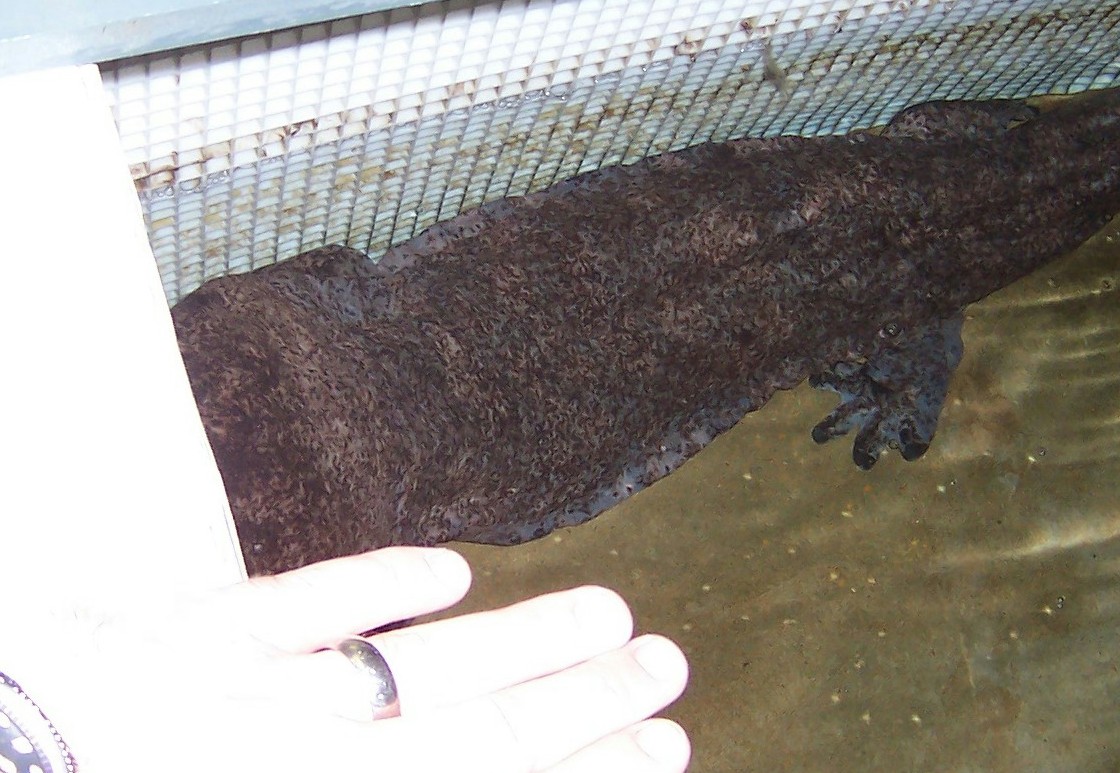 photo gallery > Salamanders > Chinese Giant Salamander