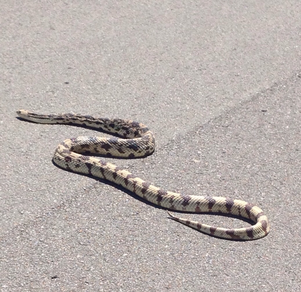 photo gallery > Snakes > TN Pine Snake