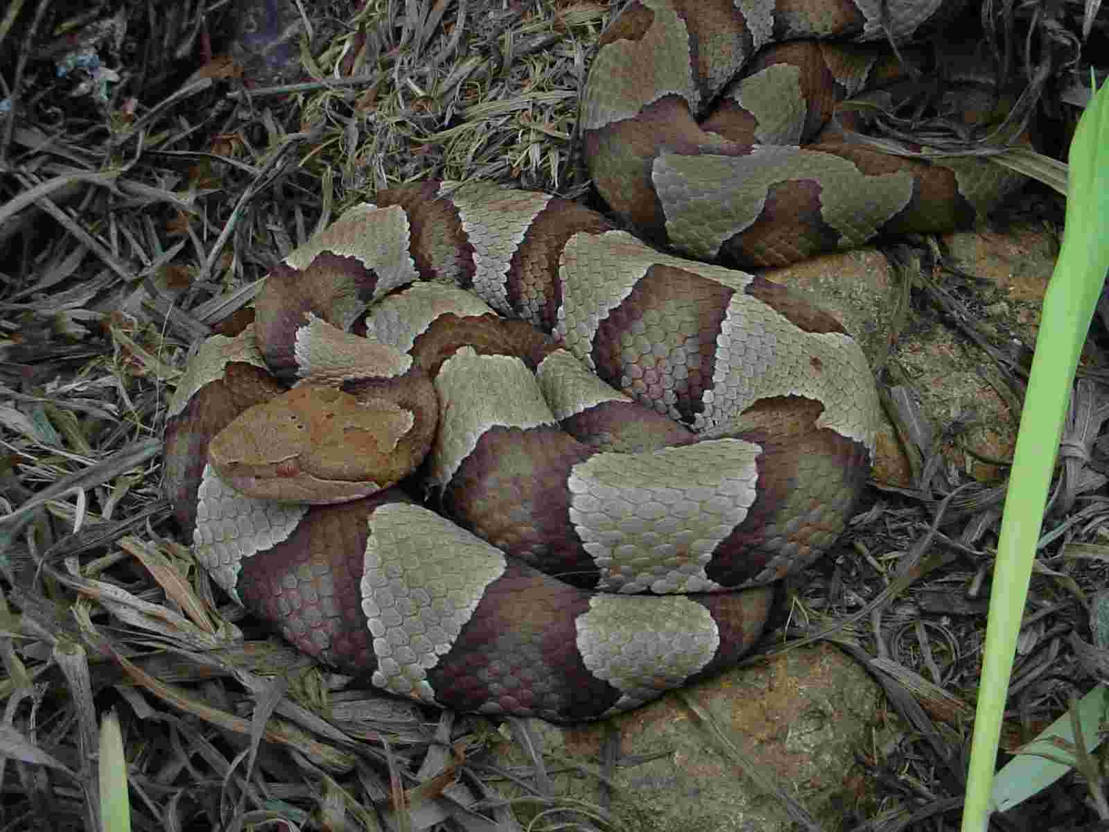 photo gallery > Vipers > Kansas Copperhead