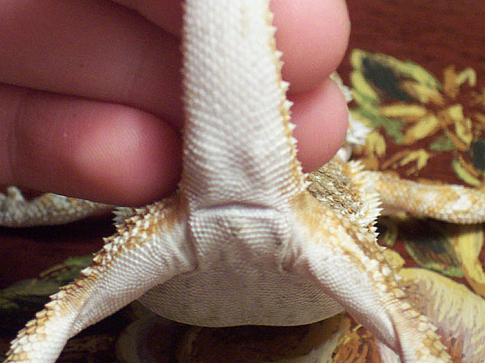 Photo Gallery > Bearded Dragons > Male or