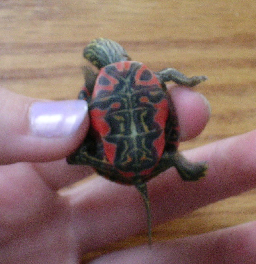 photo gallery > Painted Turtles > Painted Belly