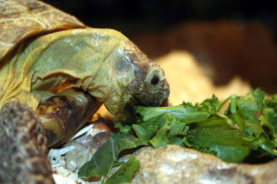 photo gallery > Tortoises > Russian Tortoise Eating
