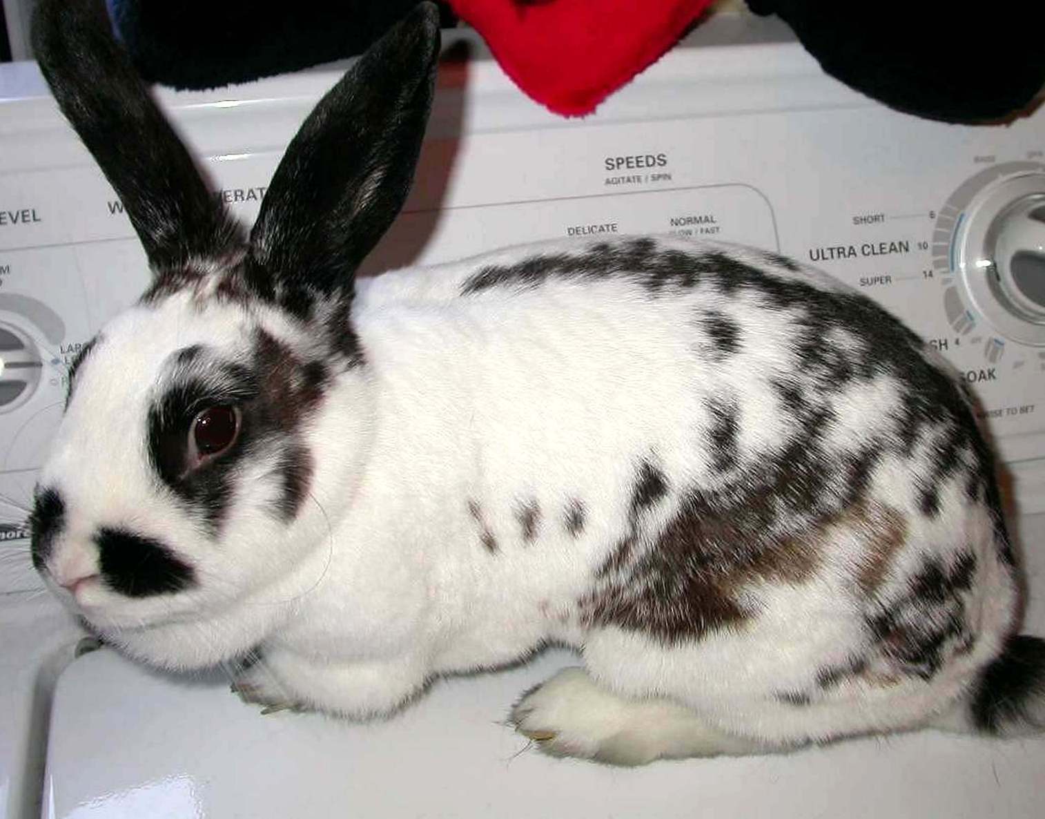 photo gallery > Rabbits > Licorice helping with the laundry