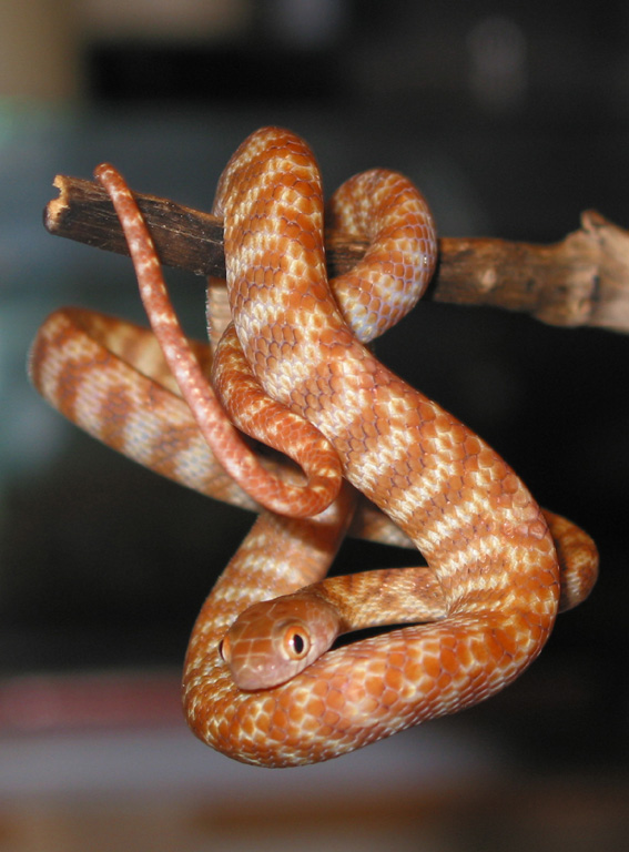 photo gallery > Rear Fanged > Australian Night Tiger