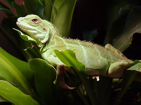 photo gallery > Water Dragons > Adult Female Water Dragon