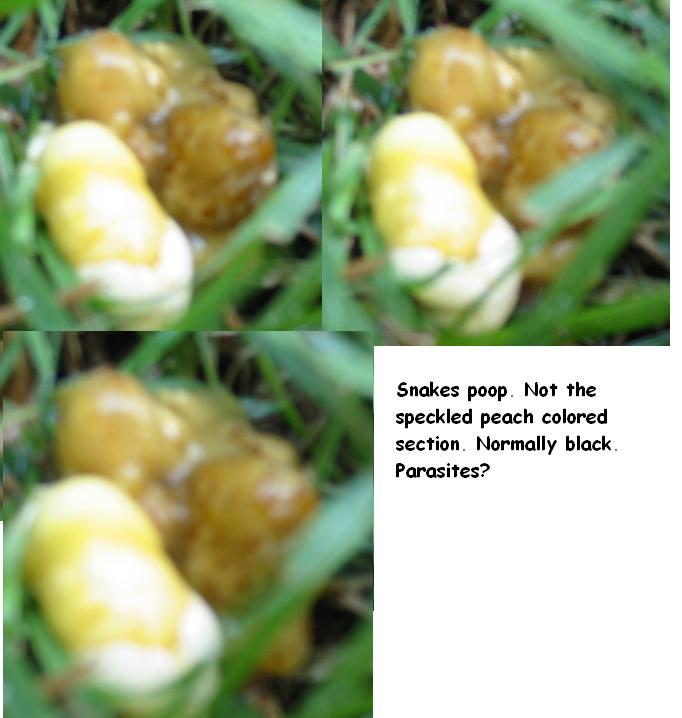 photo gallery > Pythons > snake poop