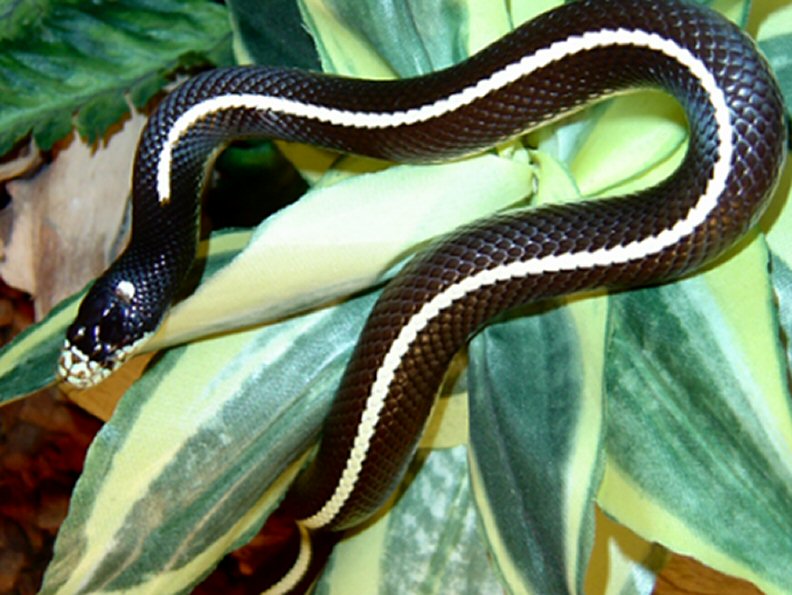 photo gallery > Kingsnakes > Striped California Kingsnake