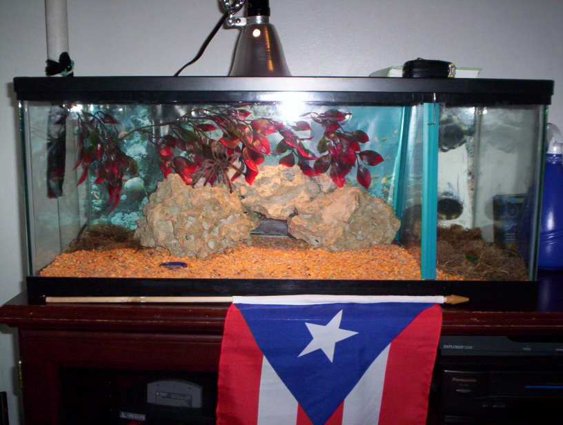 photo gallery > Tarantulas > My TARANTULAS TANK SETUP