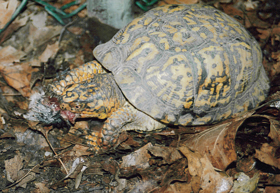 photo gallery > Reptiles and Amphibians > Turtle eating