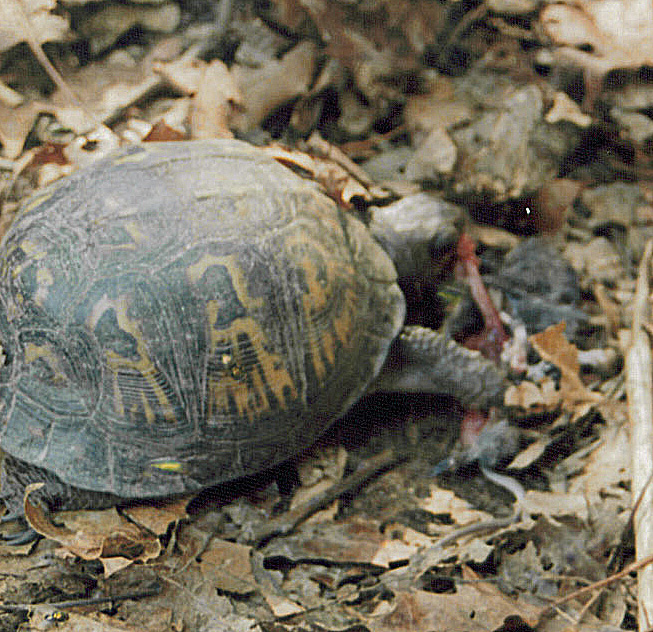 photo gallery > Reptiles and Amphibians > turtle eating mouse