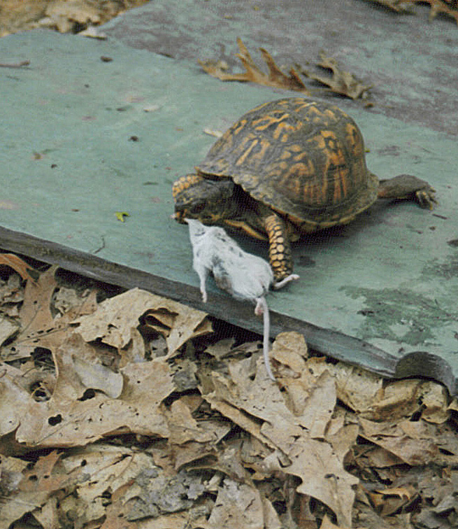 photo gallery > Reptiles and Amphibians > Turtle eating