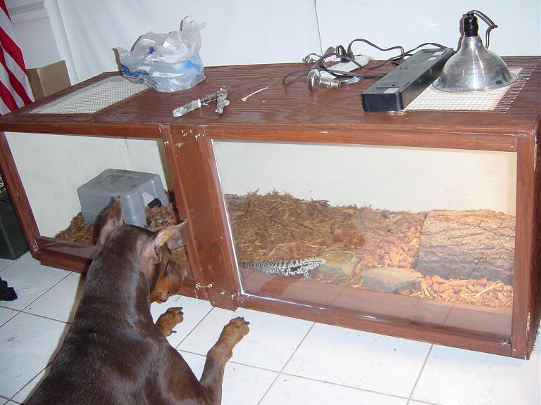 photo gallery > Tegus > New Tegu cage