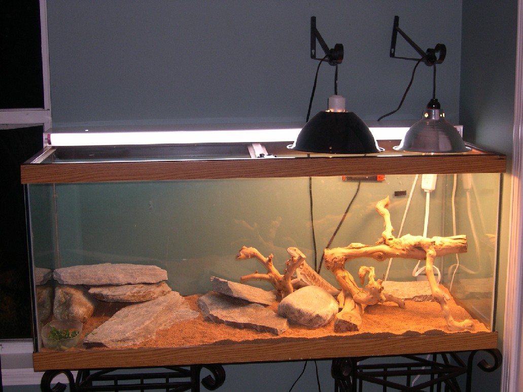 photo gallery > Cages, Terrariums, Ponds, Aquariums > new bearded dragon cage