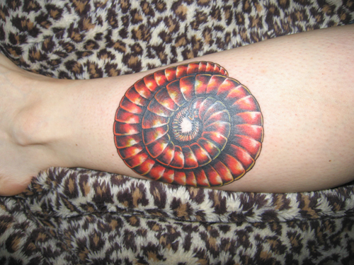 photo gallery > Millipedes > Fire millipede tattoo