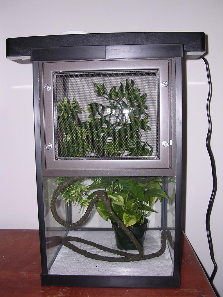 photo gallery > Lizards > Cage setup1