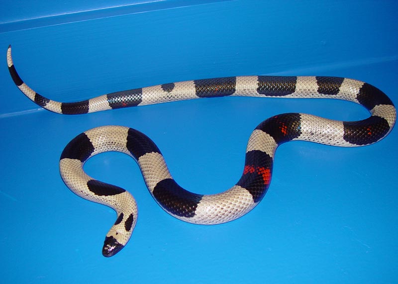 Kingsnake.com Photo Gallery > Milk Snakes > Oreo Pueblan