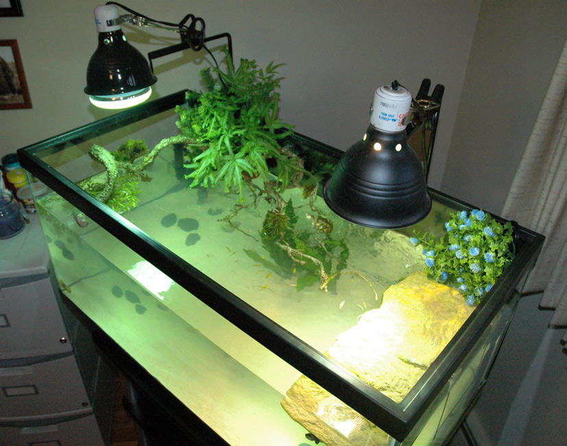 photo gallery > Aquaria Displays & Setups > RE 40 Gallon
