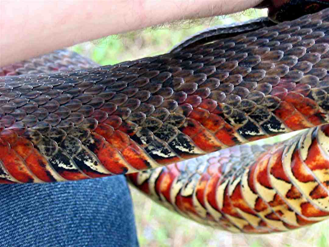 photo gallery > Water Snakes > Northern Water Snake