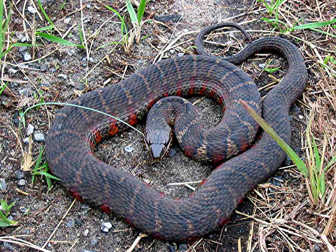 photo gallery > Water Snakes > Northern Water Snake