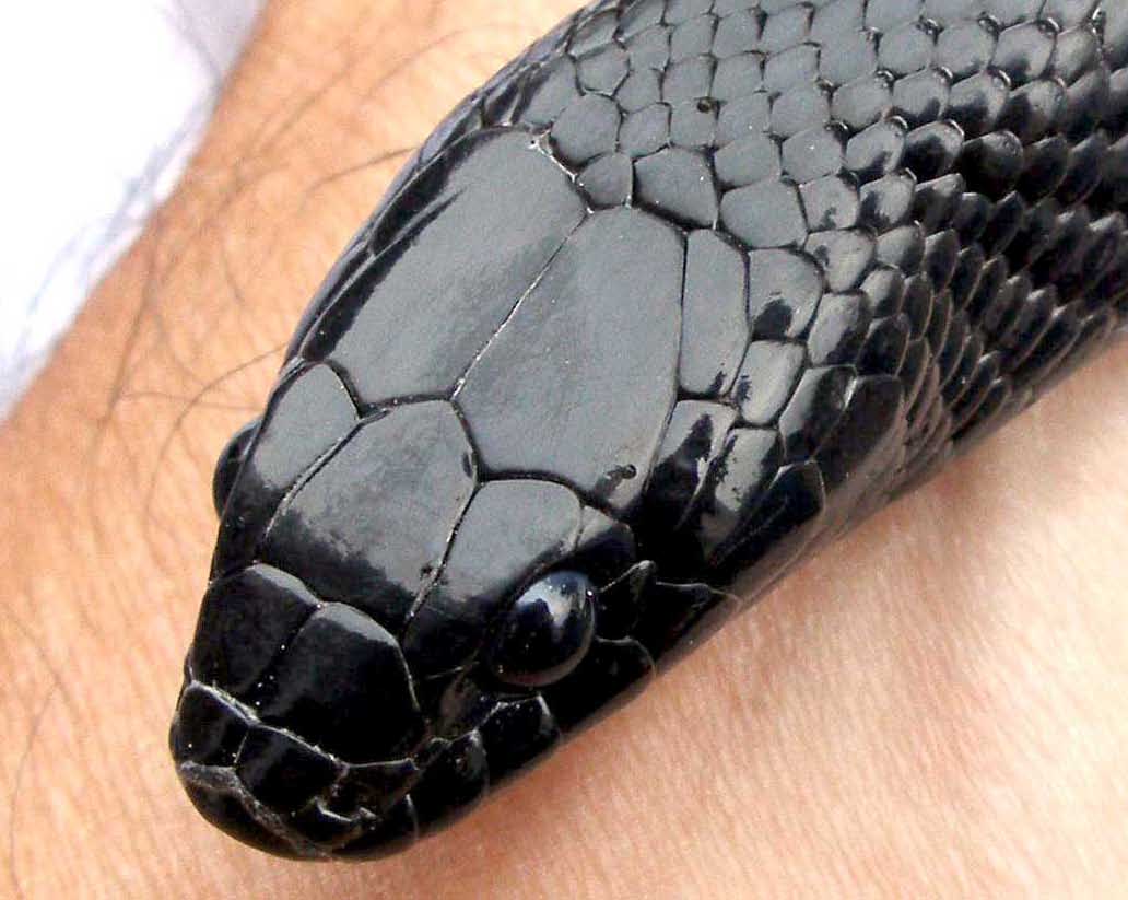 photo gallery > Kingsnakes > Mexican Black Kingsnake