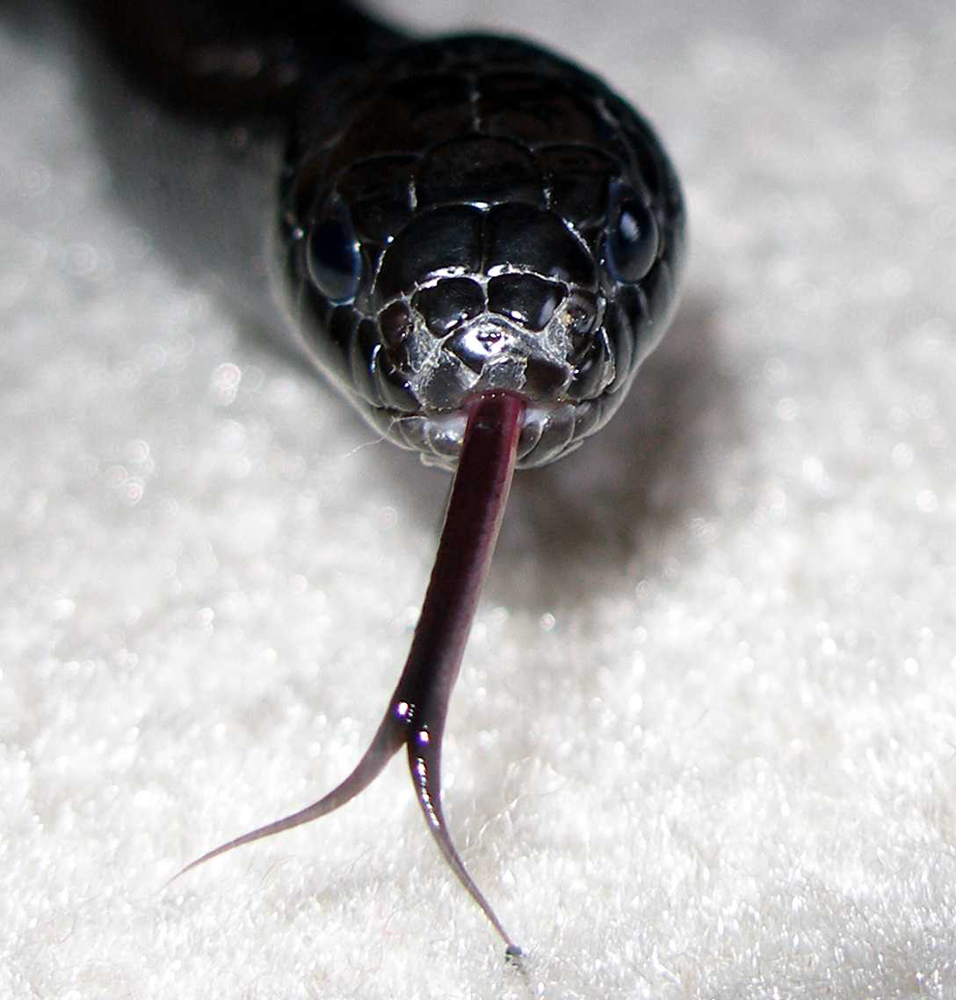 photo gallery > Kingsnakes > Mexican Black Kingsnake