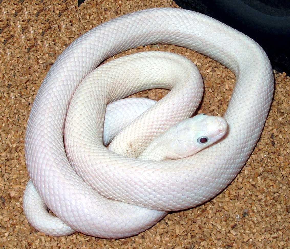 photo gallery > Rat Snakes > Leucistic Texas Rat Snake...