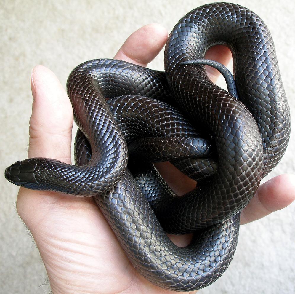 Mexican Black Kingsnake Mexican black kingsnake, Pet snake, Cute reptiles