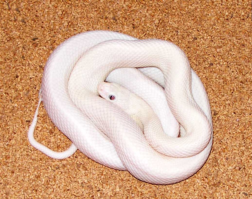 photo gallery > Rat Snakes > Leucistic Texas Rat Snake...