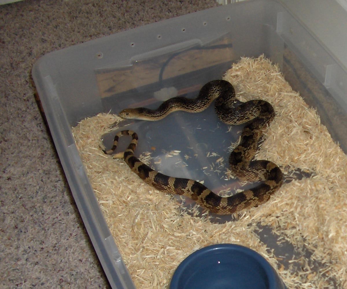 photo gallery > Bull/Gopher/Pine Snakes > female southern