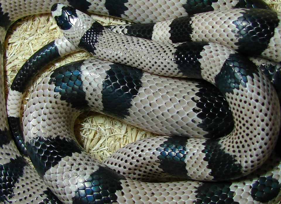 photo gallery > Milk Snakes > Anery Hondo